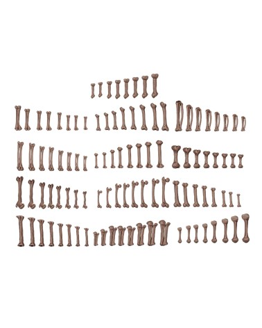 HUMAN BONES – AK BASING BITS