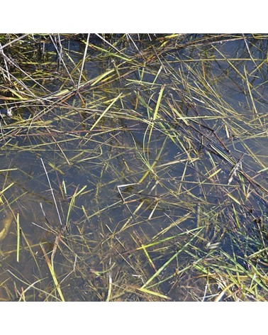 STILL WATER 250ML